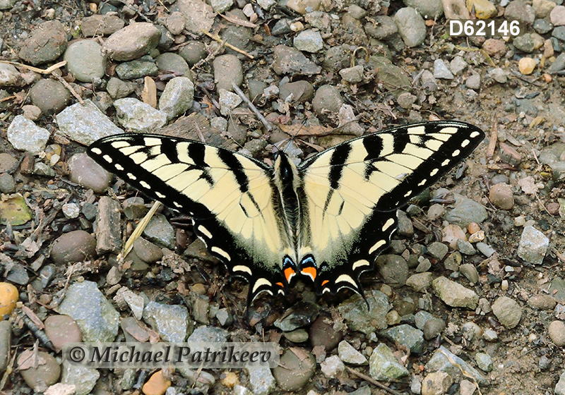 Eastern Tiger Swallowtail (Papilio glaucus)